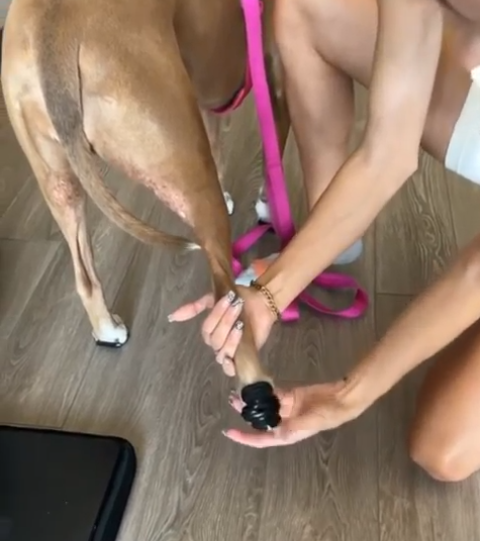 A person puts a black rubber bootie onto the back paw of a light brown dog.