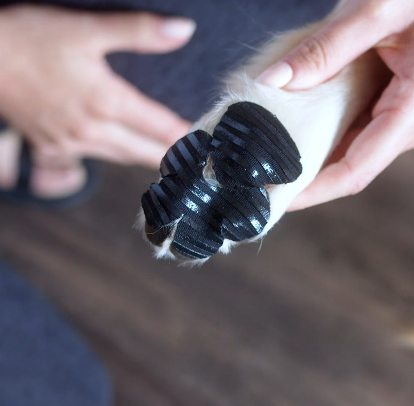 A person holds a dog's paw with black ribbed adhesive grips on the pads.