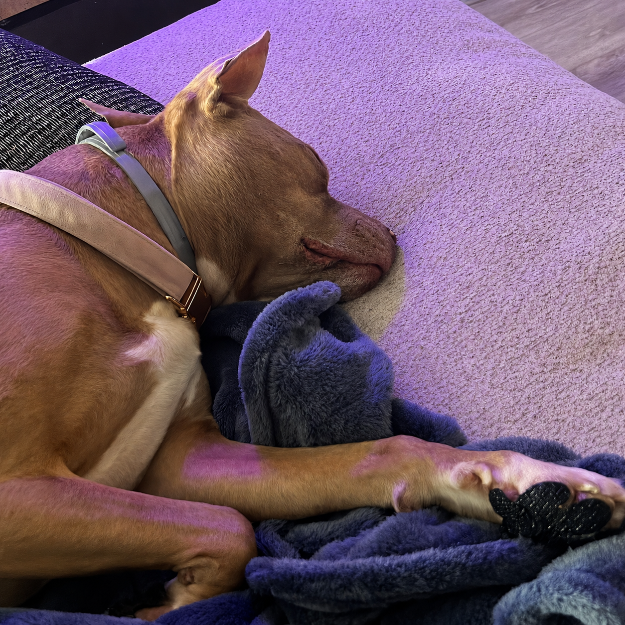 A tan dog wearing a harness is sleeping peacefully on a couch under a purple light.