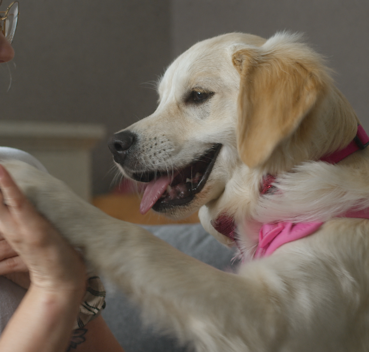 A happy golden retriever in a pink harness rests its paw on a person's hands.