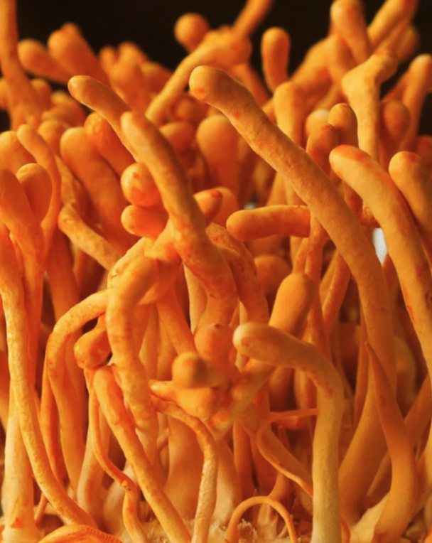Close-up of orange fungi with long, slender stalks.
