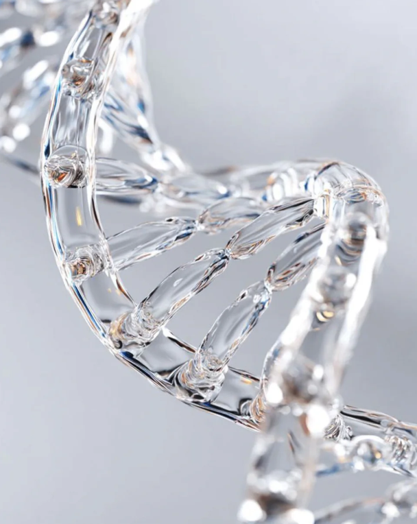 Close-up of a transparent DNA double helix structure.