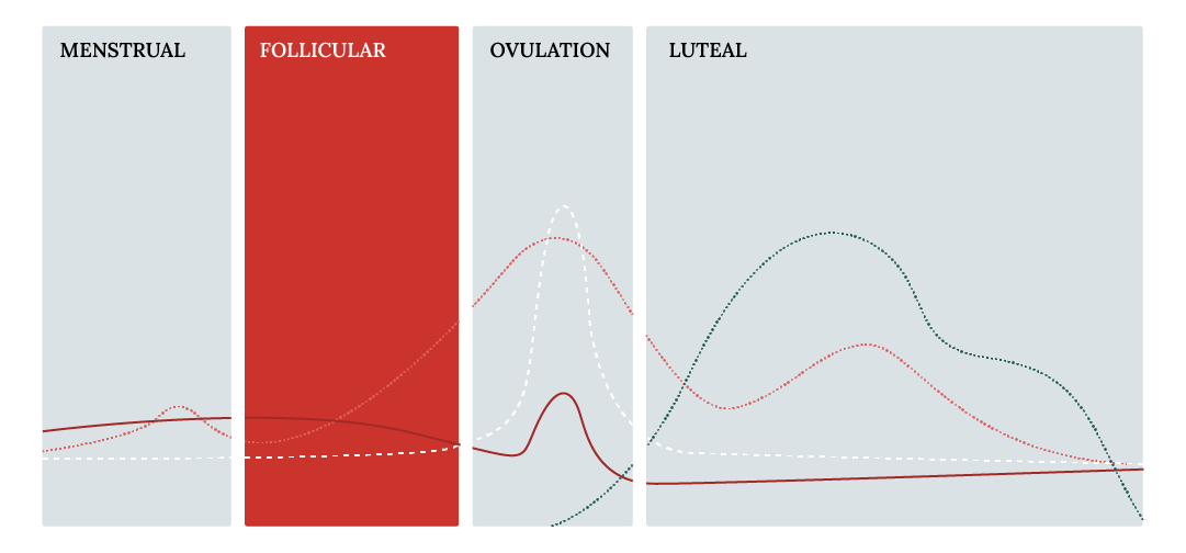Graph showing hormonal changes during menstrual, follicular, ovulation, and luteal phases.