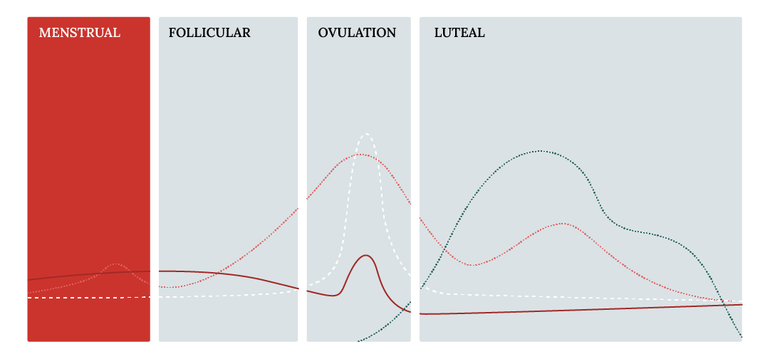 Graph showing hormonal changes during menstrual, follicular, ovulation, and luteal phases.