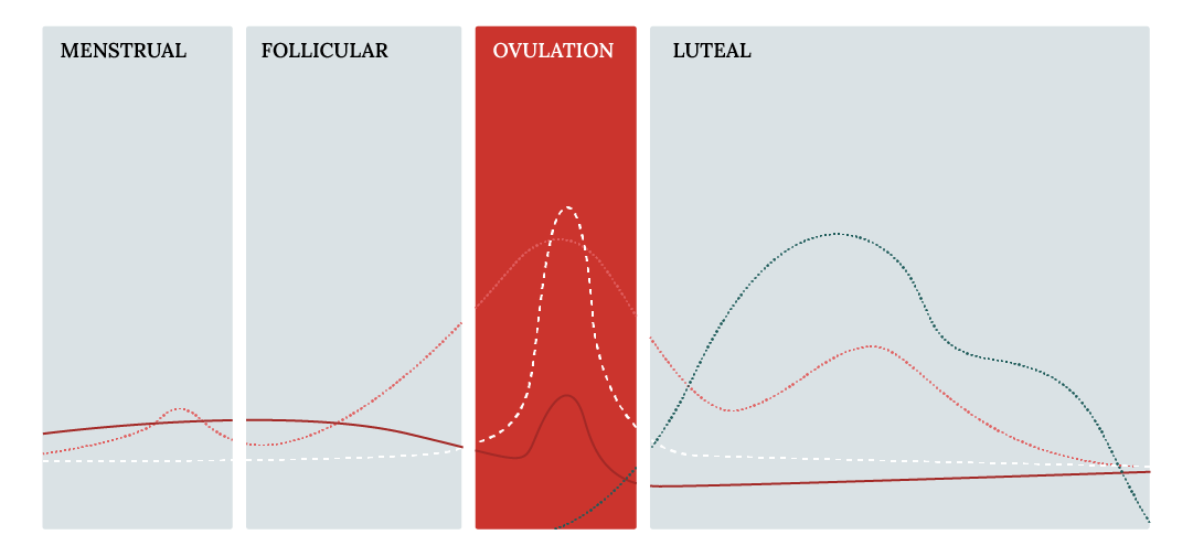 Graph showing hormone levels during menstrual, follicular, ovulation, and luteal phases.