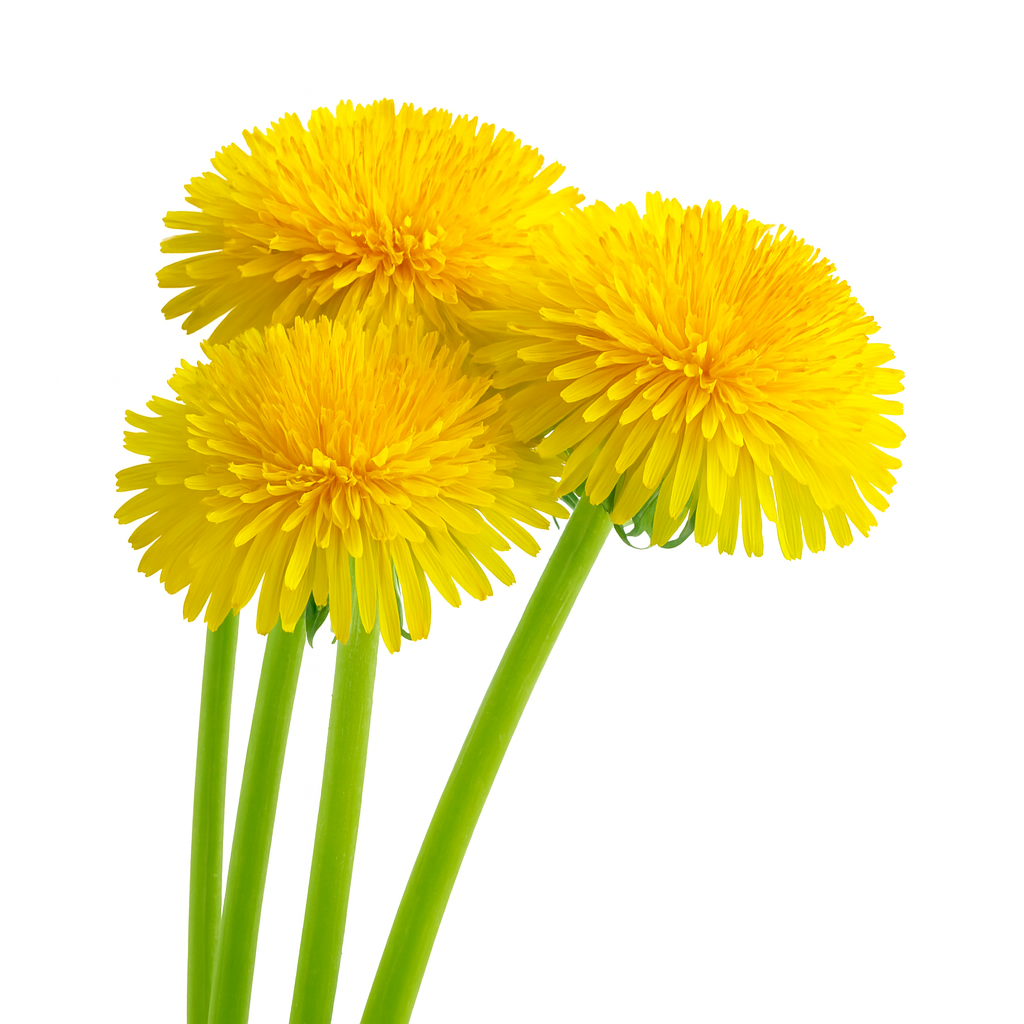 Four vibrant yellow dandelions with green stems on a white background.