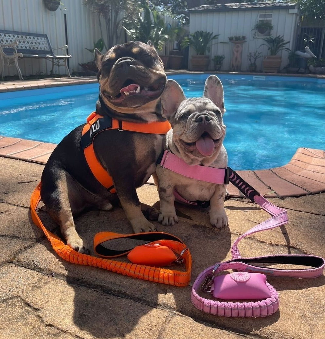 Two French bulldogs in colorful harnesses and leashes are sitting next to a swimming pool on a sunny day.
