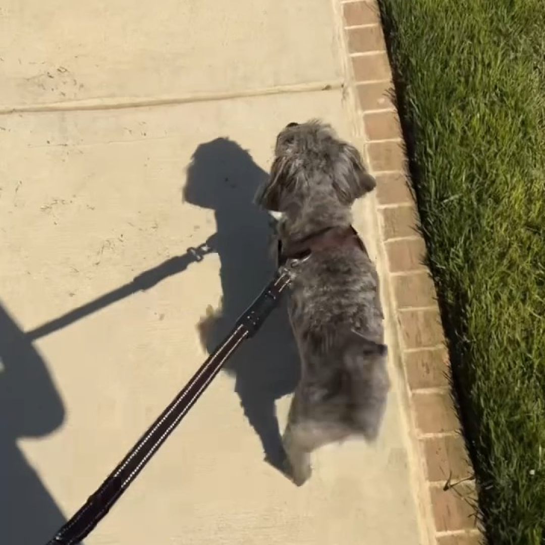 A high-angle view of a small, gray dog walking on a leash on a sidewalk next to grass.