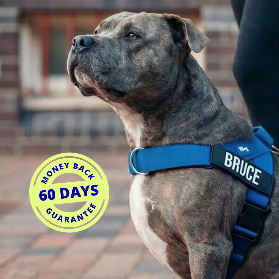 A brindle dog named Bruce wearing a blue harness looks up and to the left.