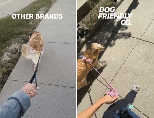 Comparison of two dogs being walked with different leashes.