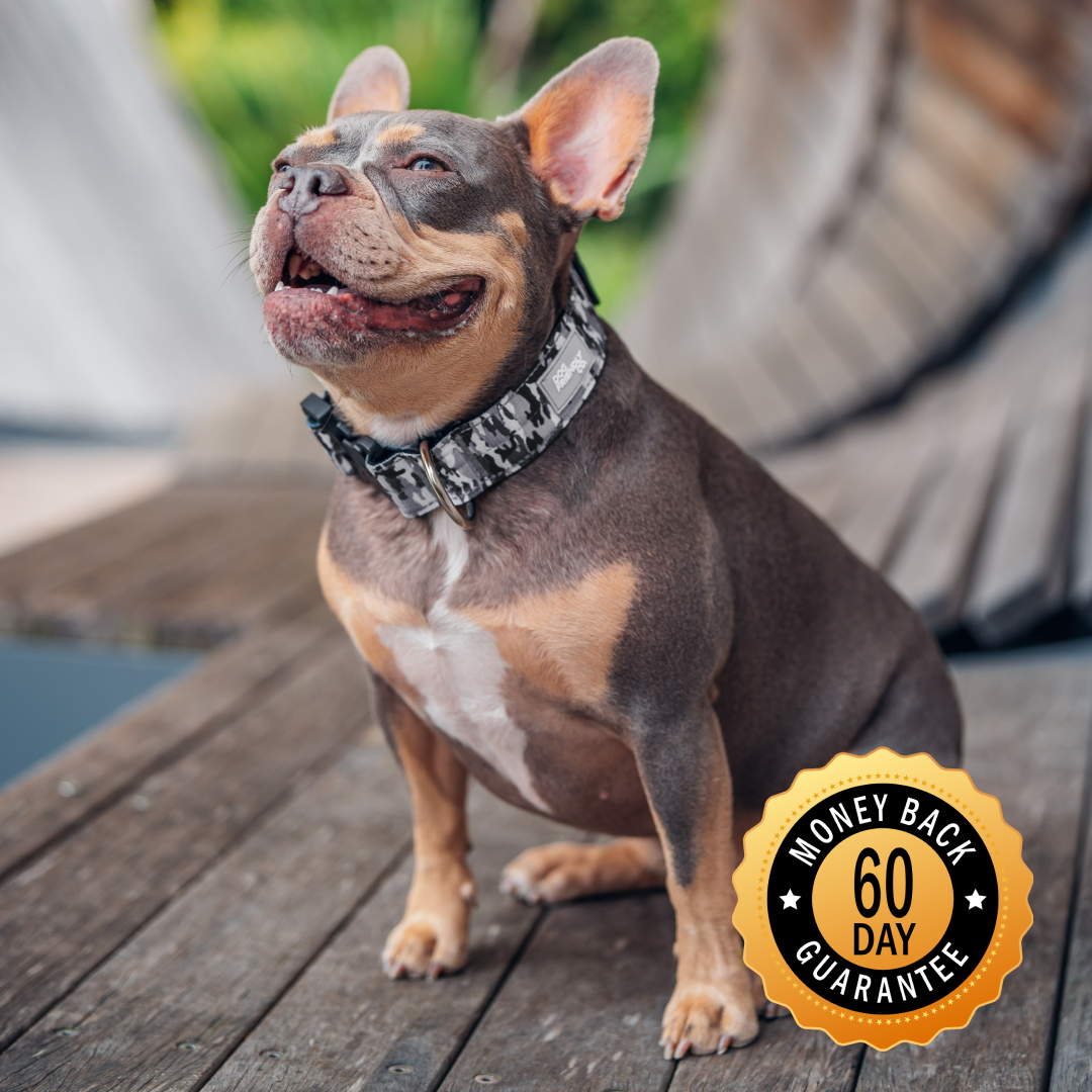 A happy French bulldog wearing a grey camouflage collar sits on a wooden deck.
