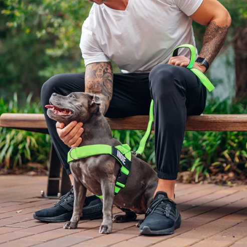 A man sits on a bench next to a grey dog wearing a neon green harness and leash.