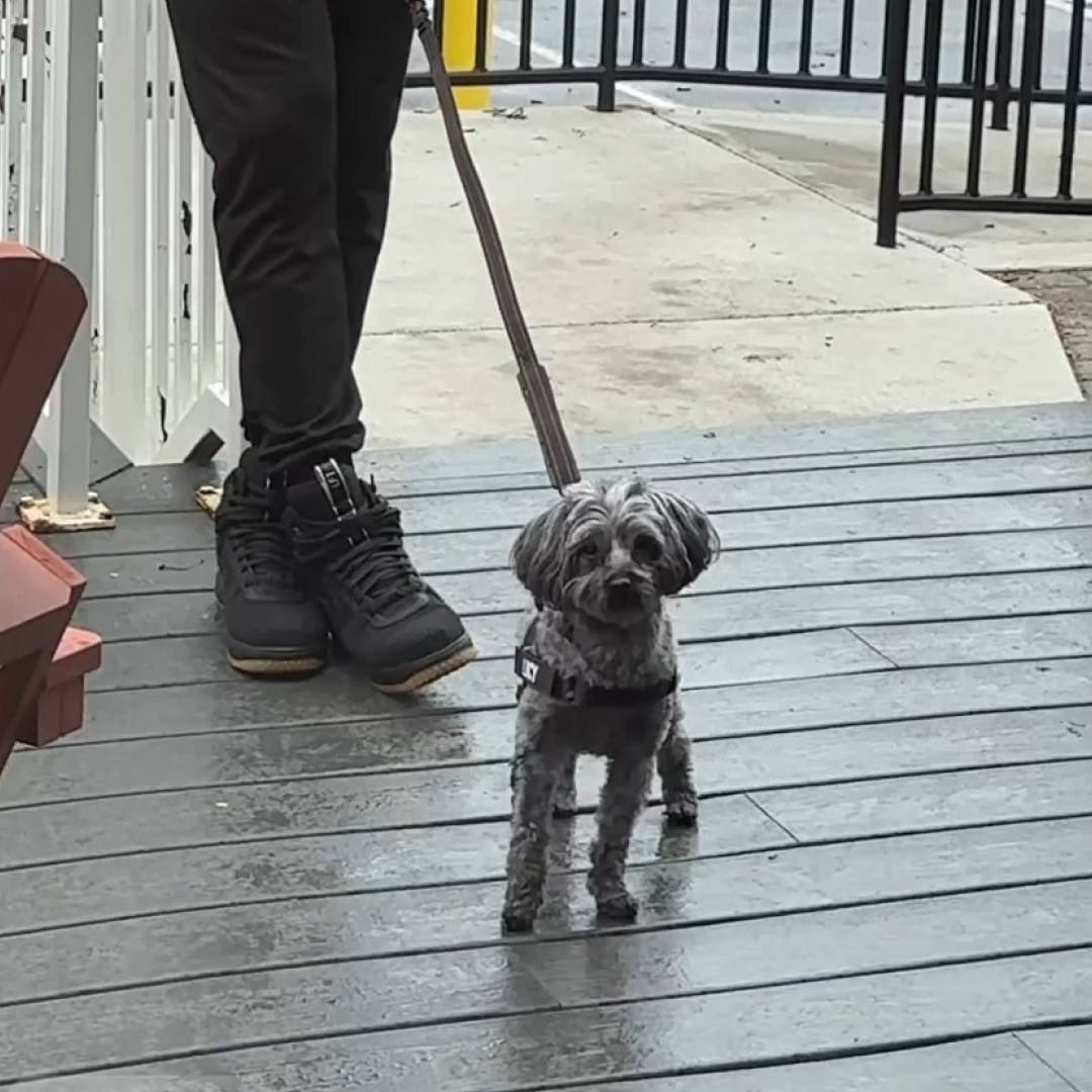 A small black French Bulldog wearing an orange harness labeled 'Don Pierre.'
