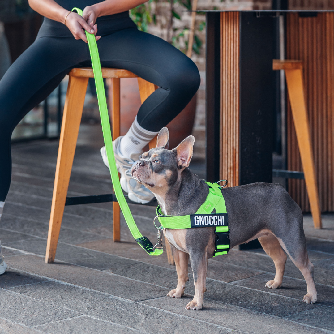 A French bulldog named Gnocchi wearing a bright green harness and leash looks up at its owner.