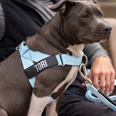 A grey pitbull dog wears a light blue harness with a personalized name patch that says 'TORI'.