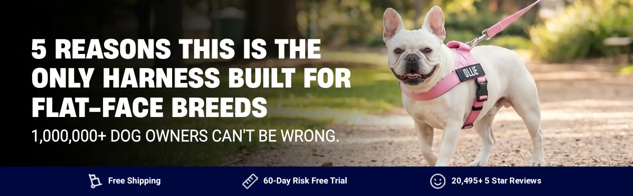 A white French Bulldog named Ollie wears a pink harness while walking on a path outdoors.