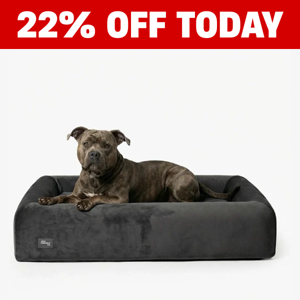 A brindle pit bull type dog lies in a large, dark grey dog bed against a white background.