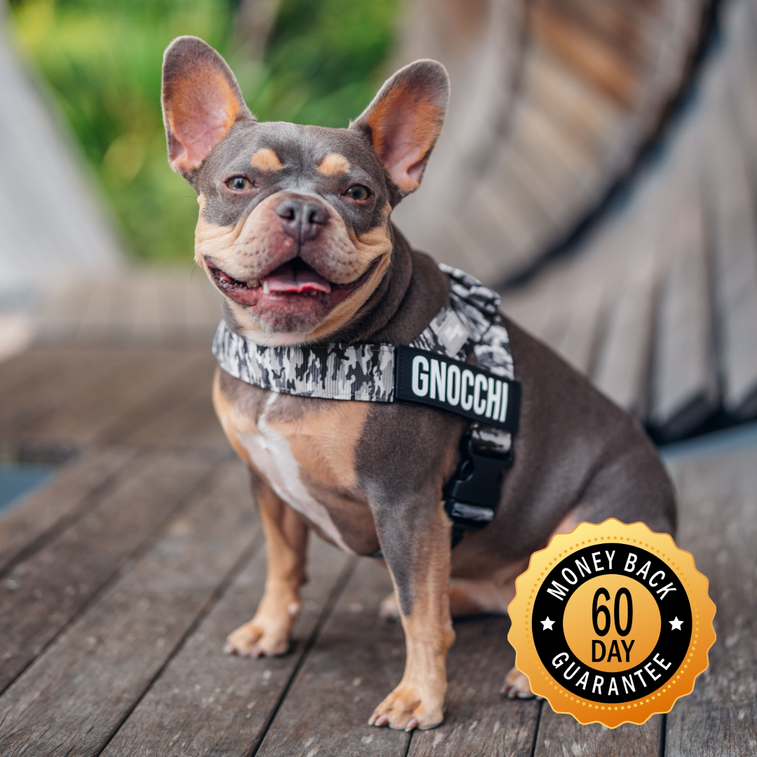 A French bulldog named Gnocchi in a camouflage harness sits on a wood deck with a guarantee badge.