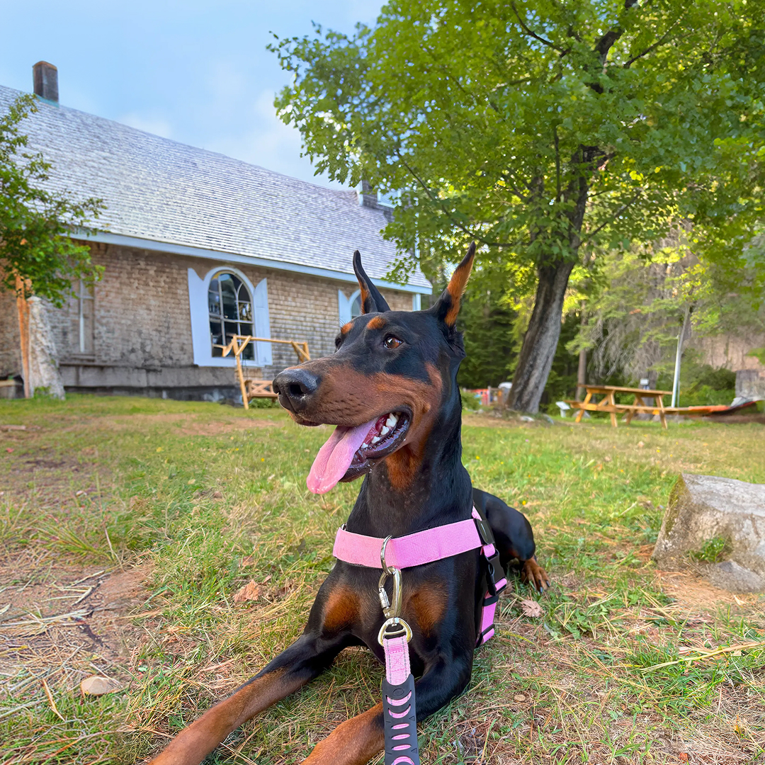 A Doberman wearing a pink harness lies on a grassy lawn in front of a house.