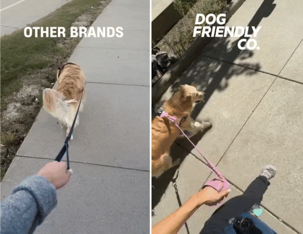 Two images of a dog on a leash, comparing brand experiences.