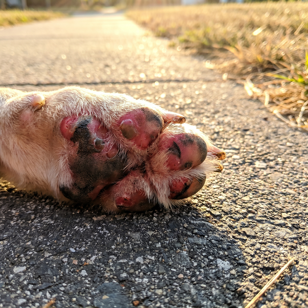A close-up of a dog's paw with red, raw-looking pads resting on asphalt in the sun.