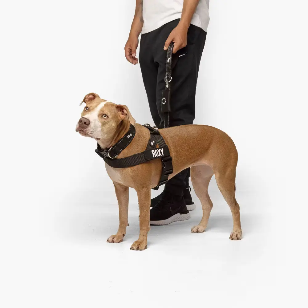 Brown dog wearing a harness labeled 'Roxy' standing beside a person holding a leash.