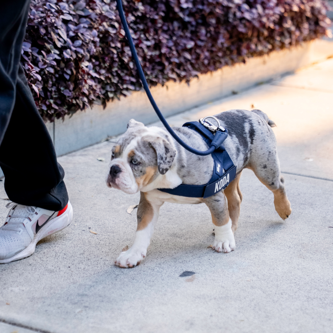 A merle bulldog puppy wearing a blue harness with the name Koda walks on a sidewalk.