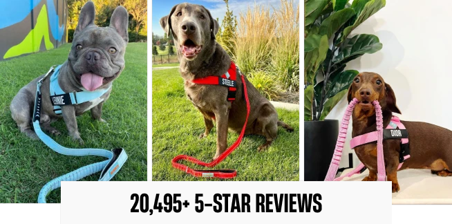 A collage of three different dogs wearing colorful harnesses and leashes, with '20,495+ 5-STAR REVIEWS' text.