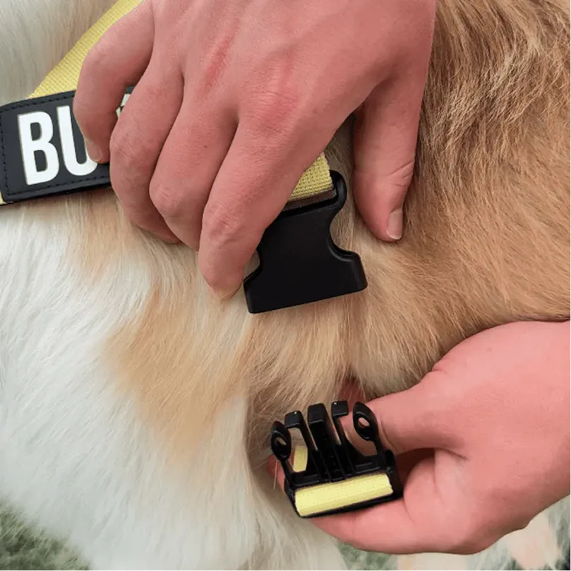 A person's hands fastening the black plastic buckle of a yellow harness on a dog.