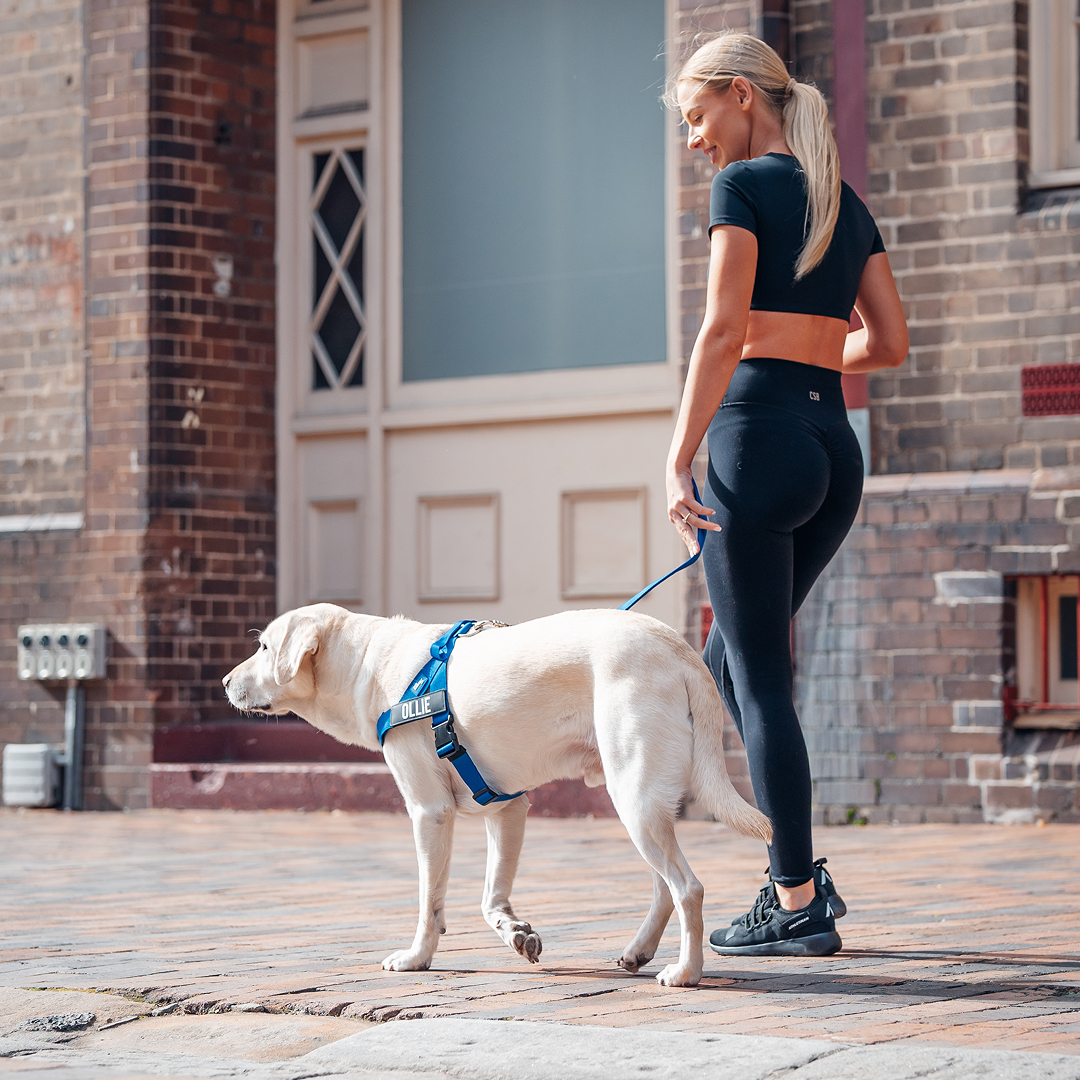 A woman in black athletic wear walks a yellow Labrador retriever wearing a blue harness on a brick sidewalk.