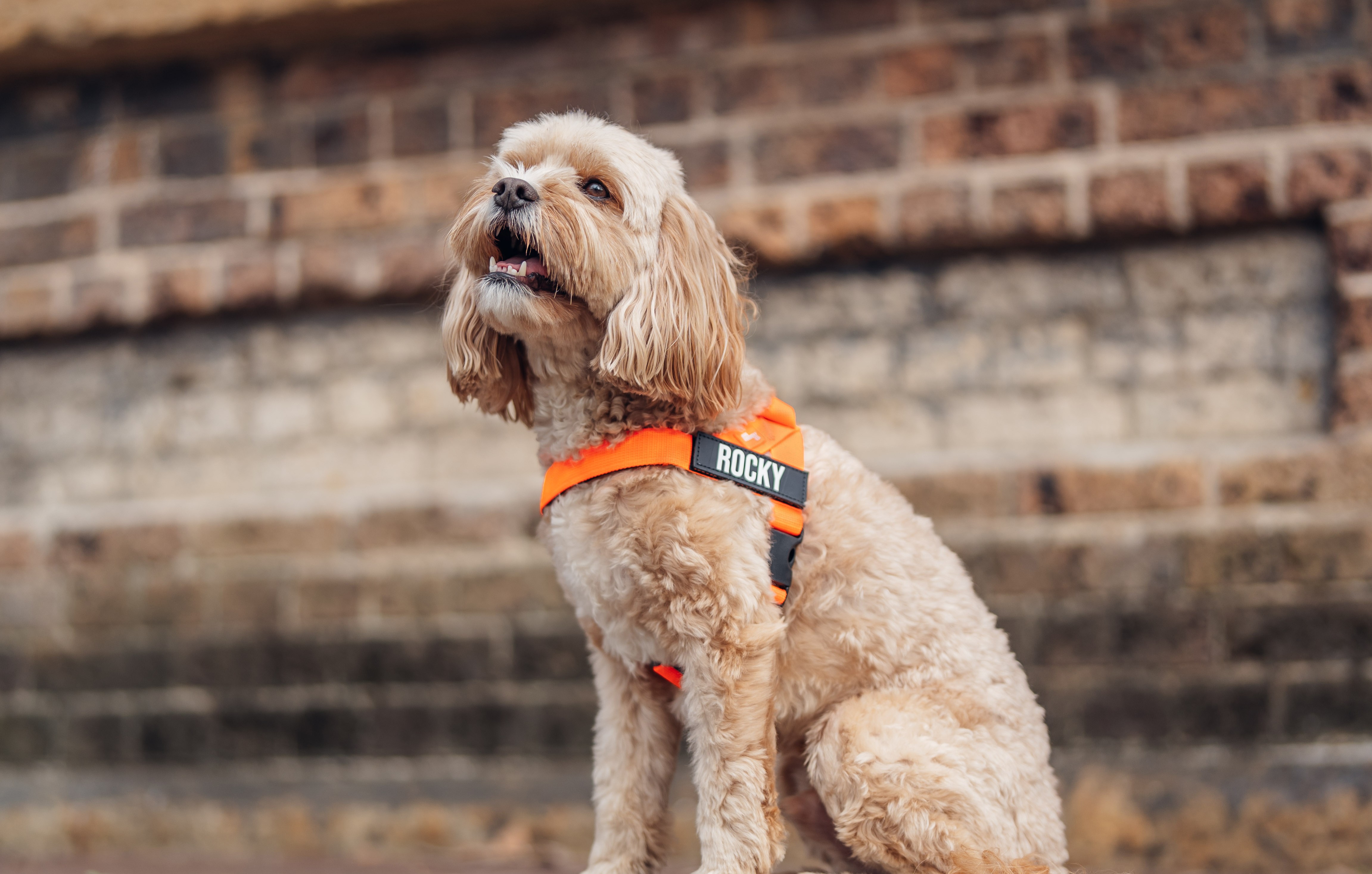 Curly-haired dog in an orange vest sitting outdoors against a brick wall.