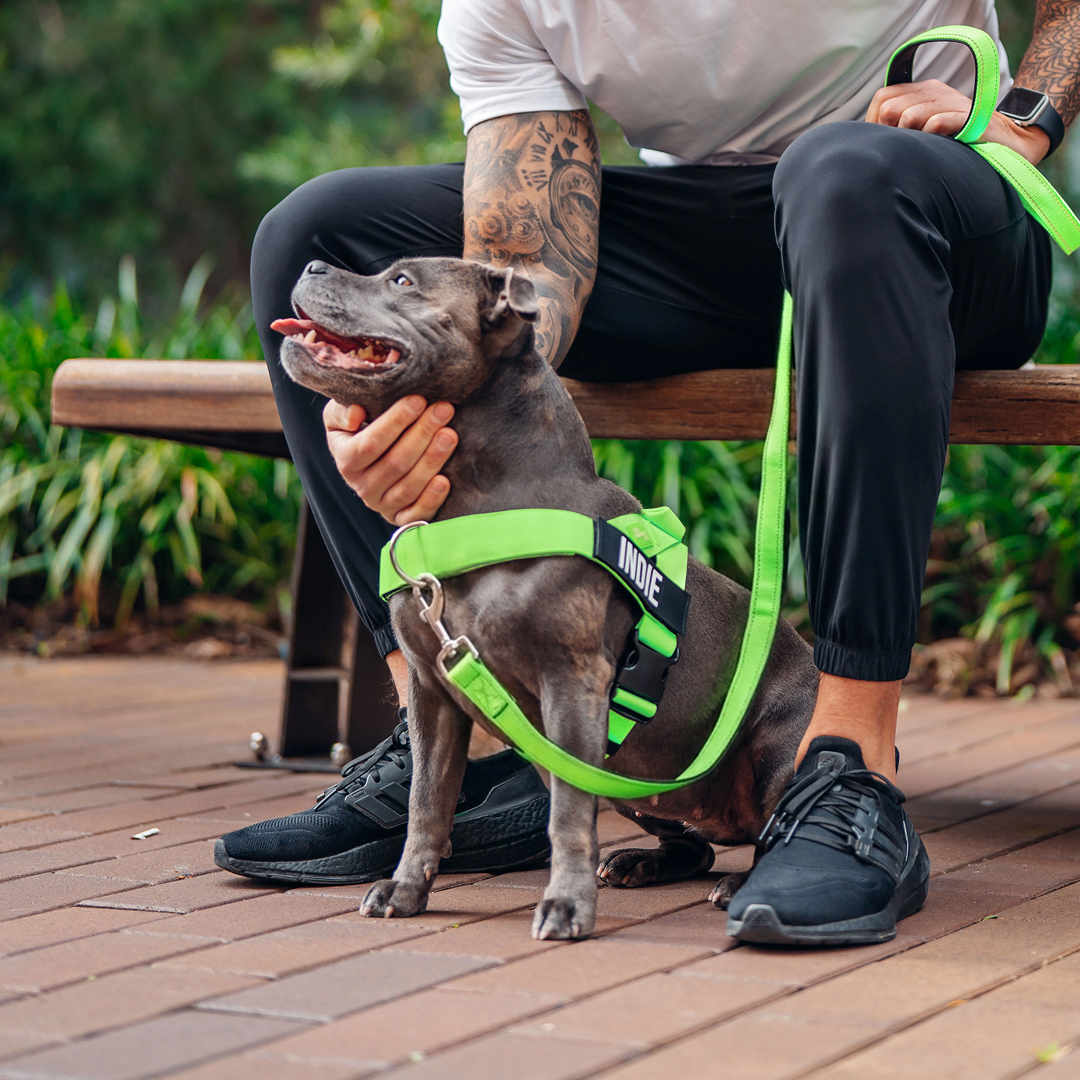 A person with a tattooed arm sits on a bench with a grey dog in a neon green harness.