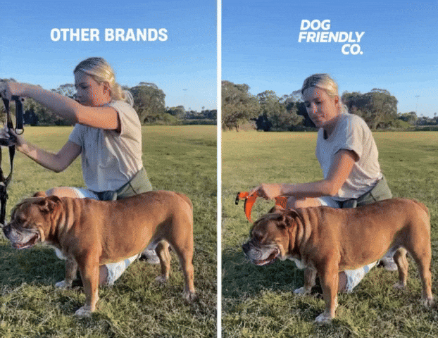 Comparison of a woman fitting a harness on a bulldog in a park.