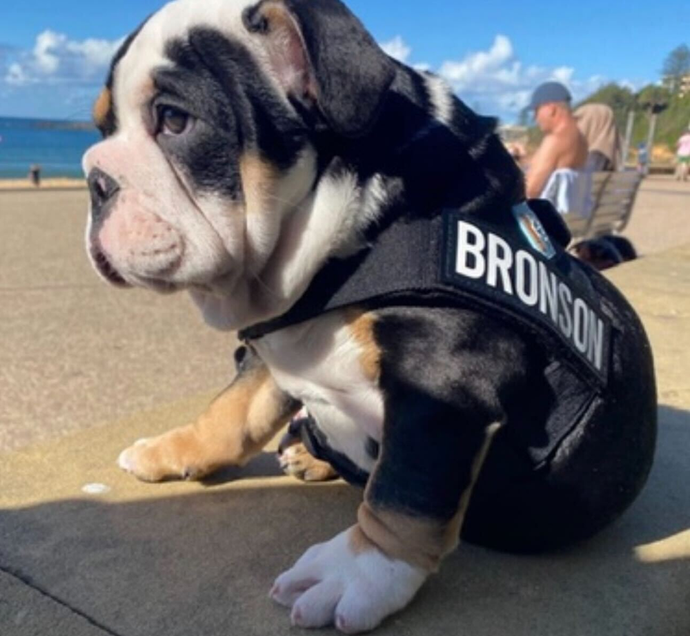 A bulldog puppy sits on a walkway at the beach, wearing a black harness with 'BRONSON' on it.