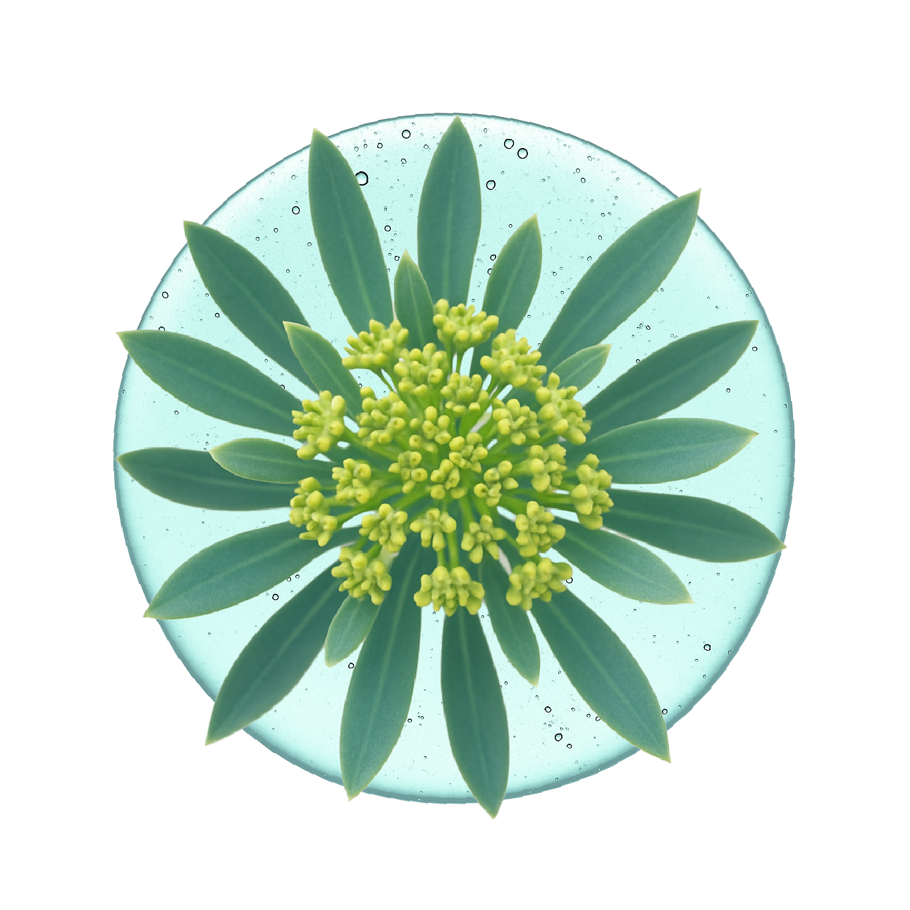 Green plant with yellow buds inside a transparent, bubble-like sphere.