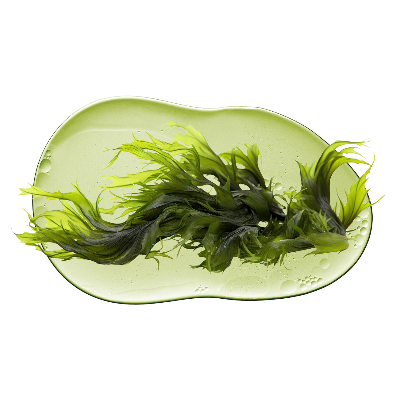 Green seaweed on a translucent green plate with water droplets.