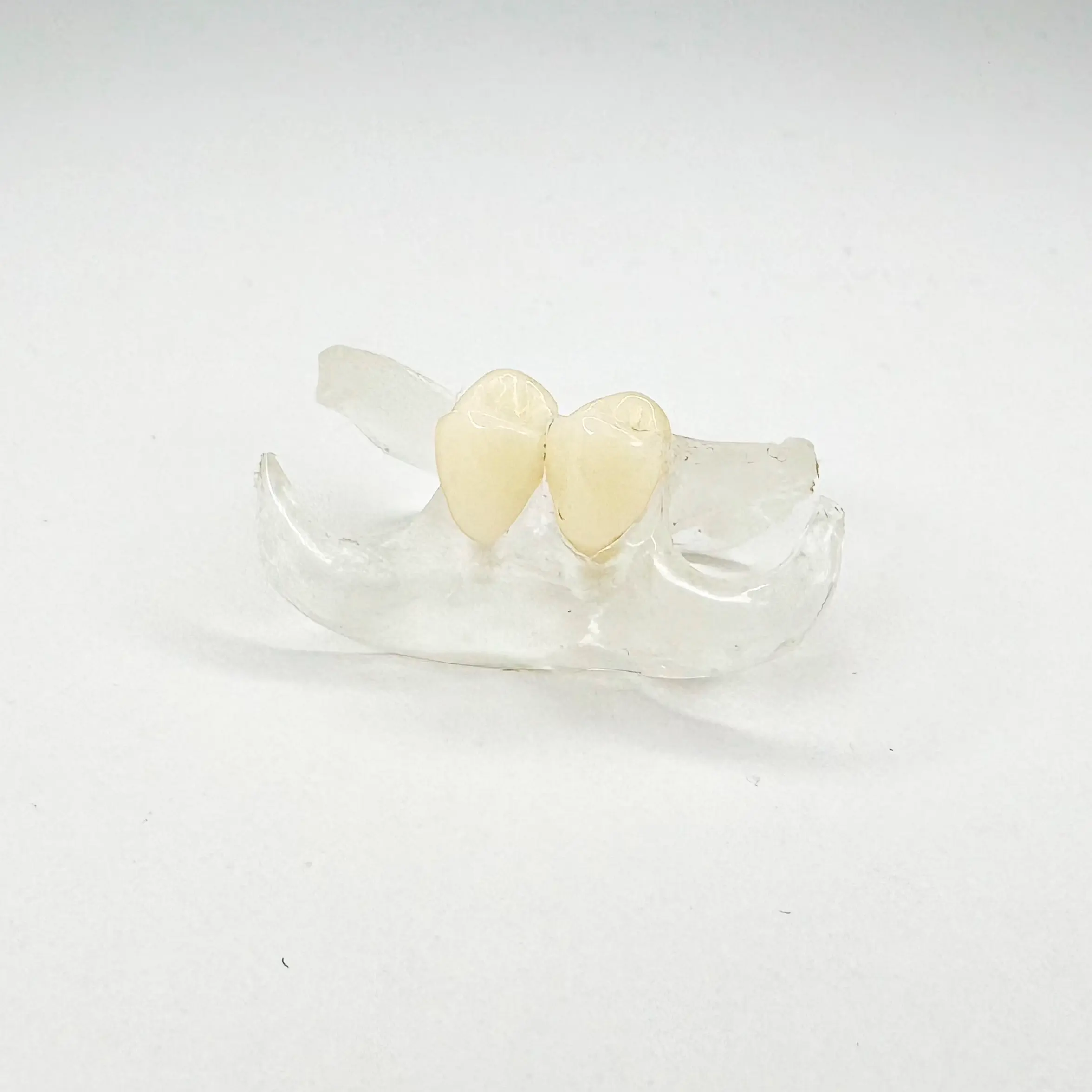 Two artificial teeth on a transparent dental mold.