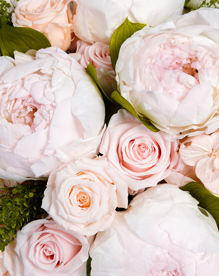 Close-up of pink and white roses with green leaves.