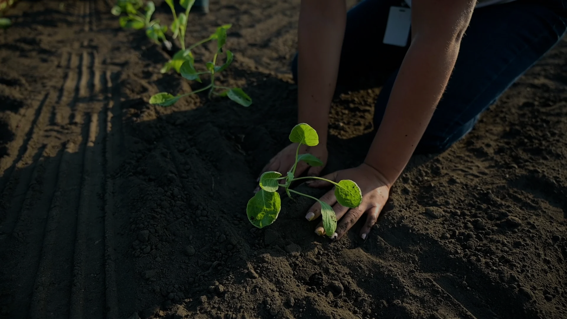 Rows of young plants in a field with buildings in the background.