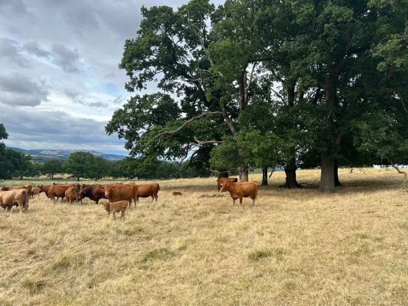 Cows grazing in a grassy field with large trees and overcast sky.