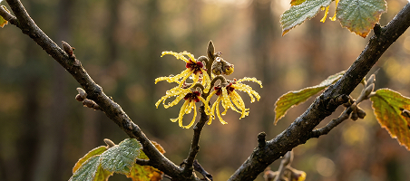 Witch Hazel