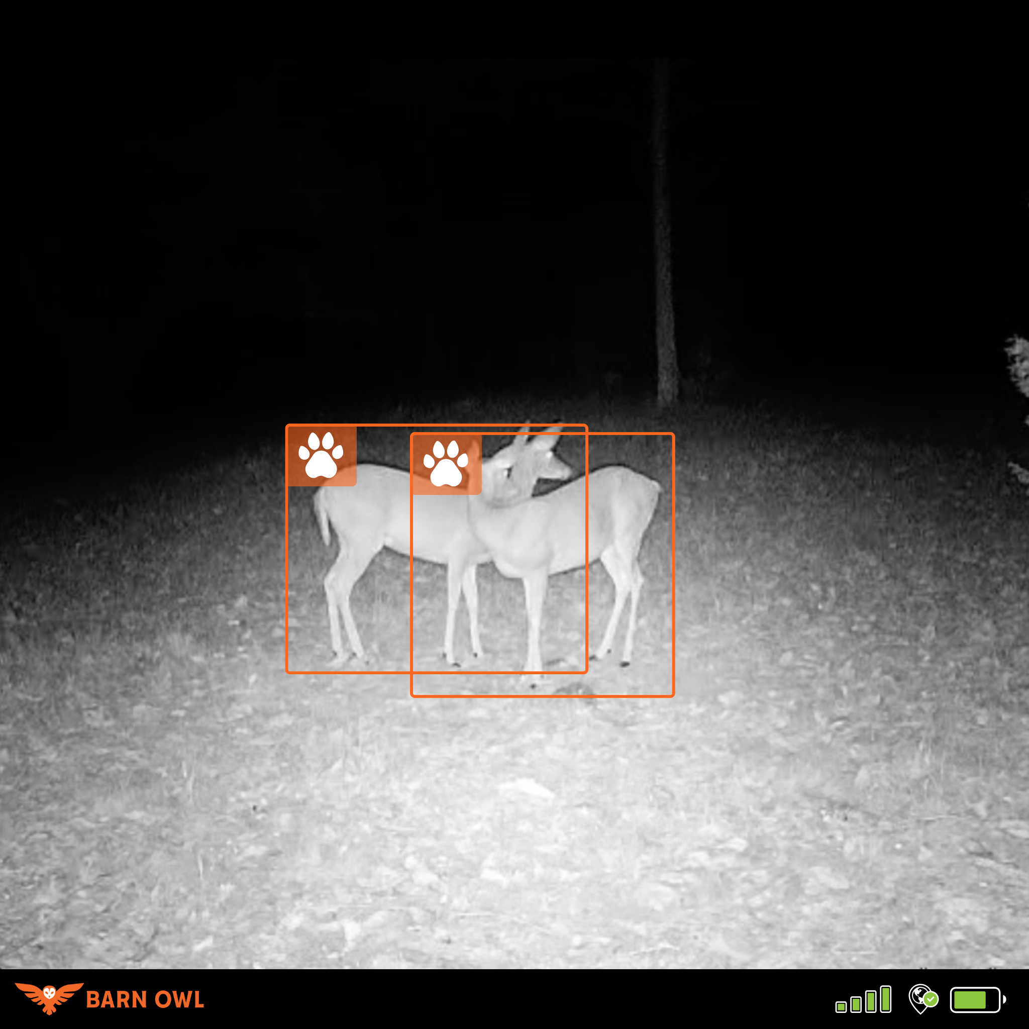 Two deer captured in a night vision camera in a forest.