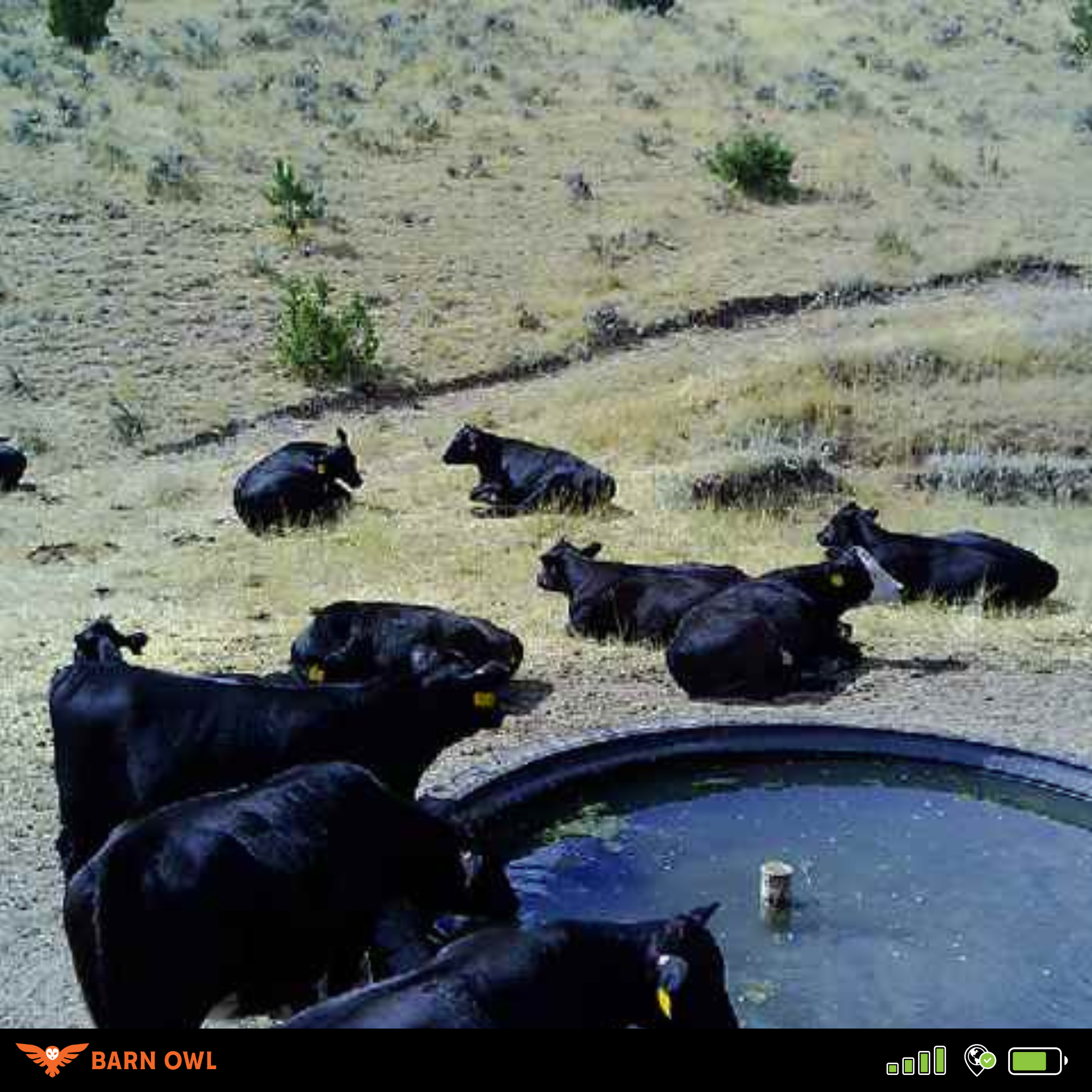 Black cows resting near a water trough in a dry, grassy field.