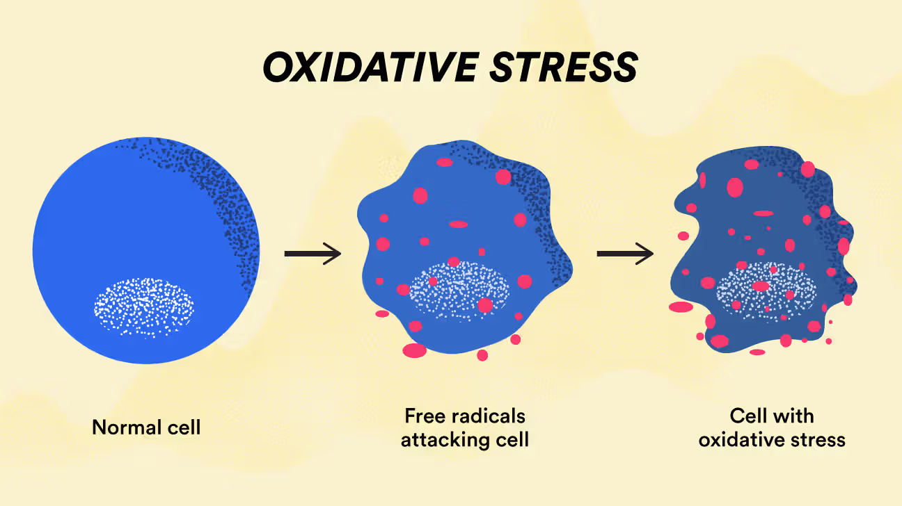 A diagram showing a normal cell becoming damaged due to free radicals, illustrating oxidative stress.