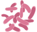 Pink, rod-shaped bacteria on a white background.