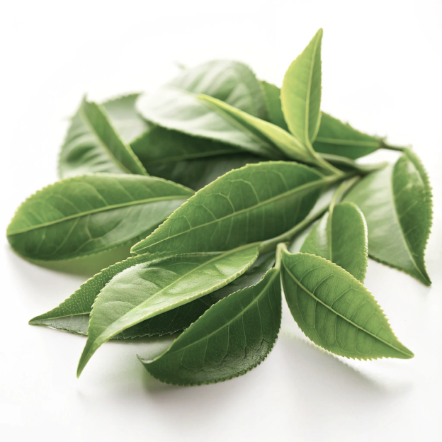 A pile of fresh green leaves on a white background.