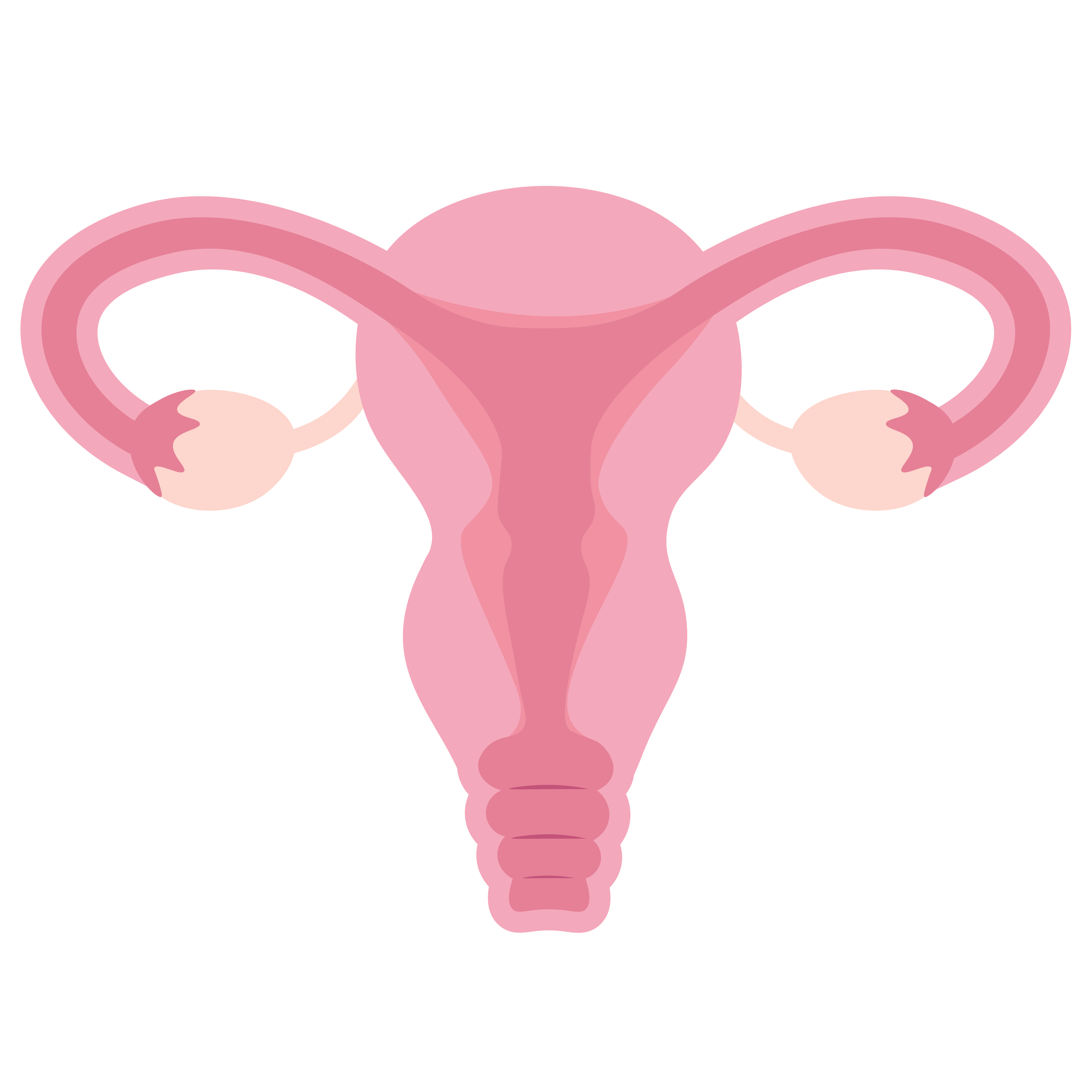 Illustration of a human uterus with fallopian tubes and ovaries.