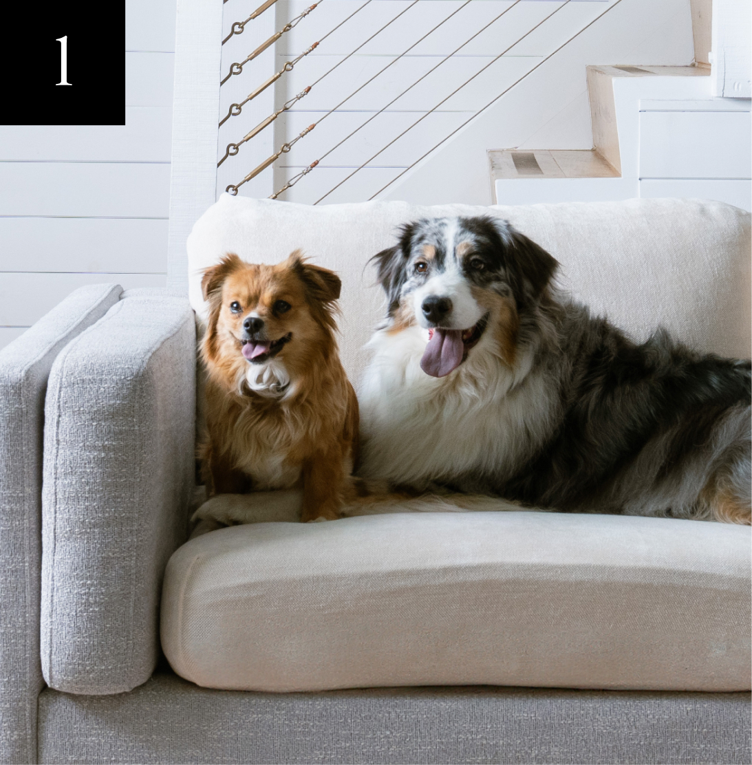 Two dogs sitting on a beige couch, with a staircase in the background.