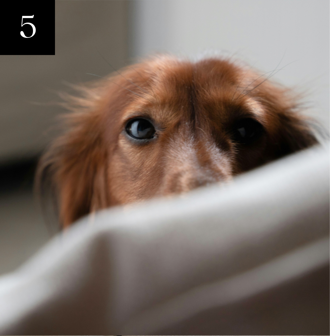 Brown dog peeking over a blanket with number 5 in the corner.