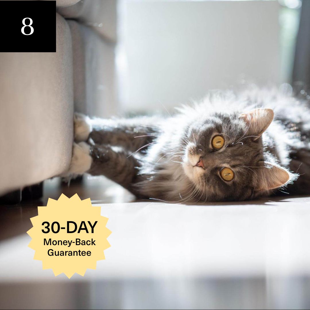 Cat lying on the floor in sunlight, with a 30-day guarantee badge.